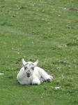 SX14048 Little white lamb laying in grass.jpg